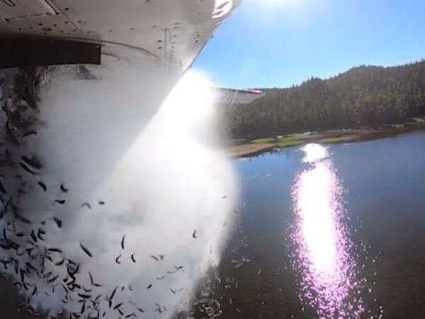 Vídeo: Peixes são jogados de avião para reabastecer lago dos EUA