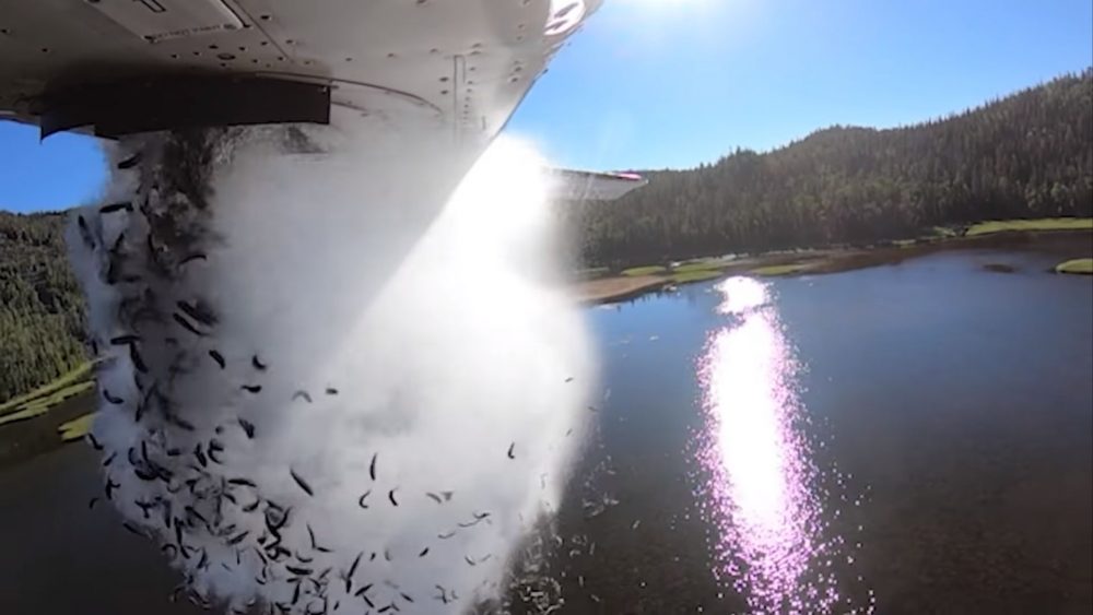 Vídeo: Peixes são jogados de avião para reabastecer lago dos EUA