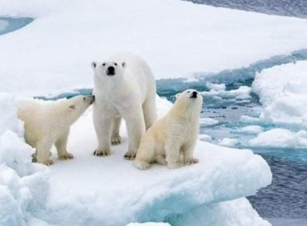 Último refúgio ártico para ursos polares enfrenta crise da mudança climática