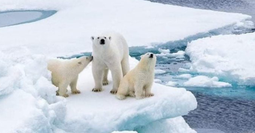 Último refúgio ártico para ursos polares enfrenta crise da mudança climática