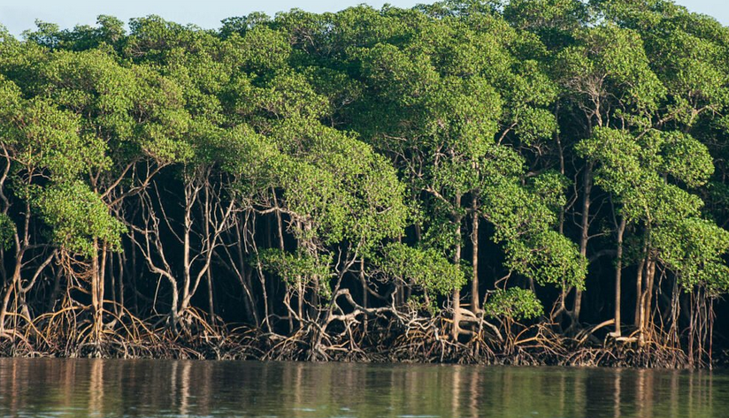 Generosos e produtivos, manguezais geram US$ 5 bilhões ao Brasil