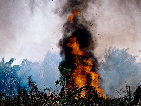 Com Amazônia mais seca, indígenas adaptam técnicas ancestrais de plantio