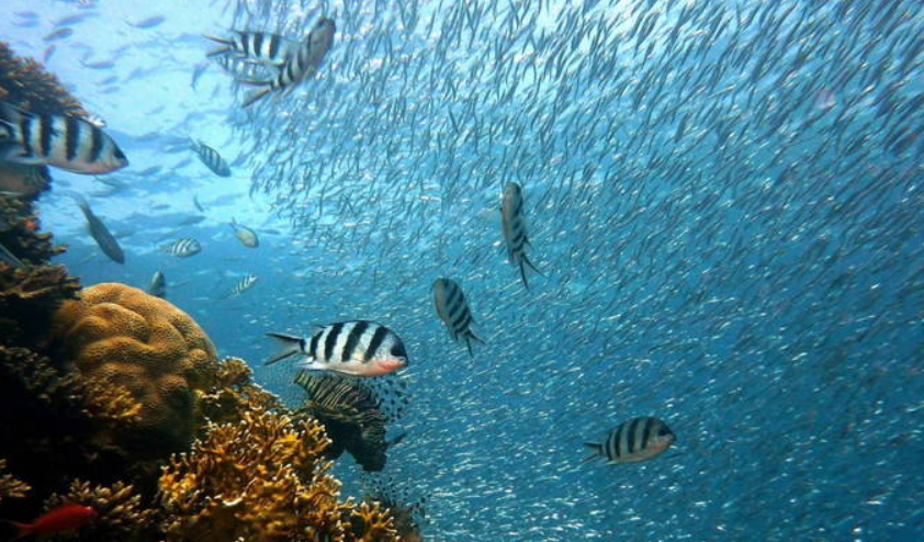 Unesco alerta sobre a situação do frágil ecossistema marinho