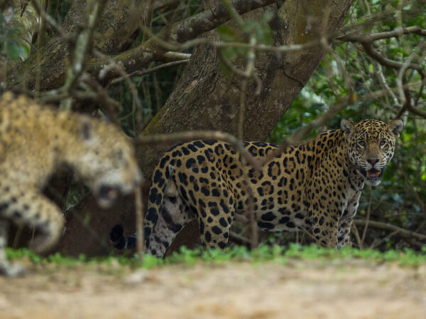 Plataforma apresenta dados inéditos sobre a biodiversidade brasileira