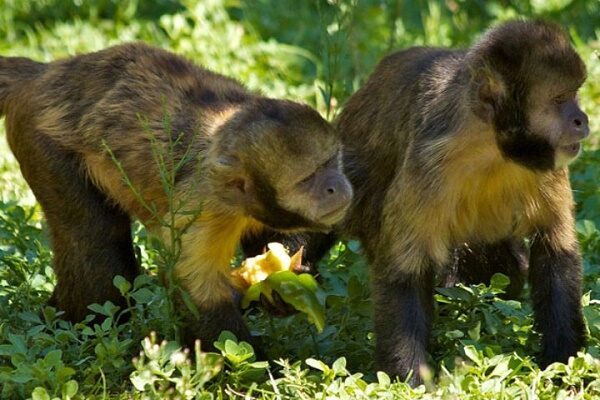 Medo de caça altera hábitos de macacos e os afasta de alimentos