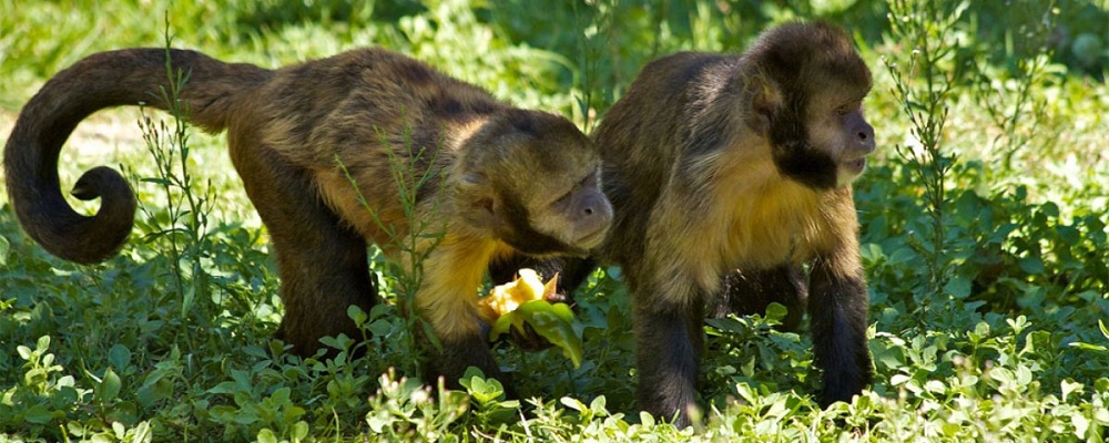 Medo de caça altera hábitos de macacos e os afasta de alimentos