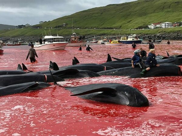 Mar de sangue: baleias-piloto sofrem massacre em caça anual nas Ilhas Faroe