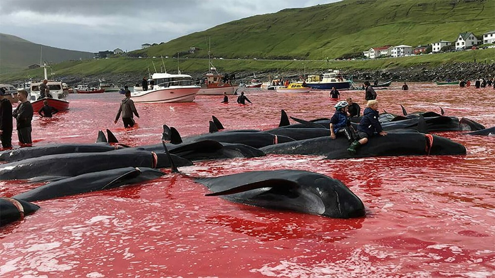 Mar de sangue: baleias-piloto sofrem massacre em caça anual nas Ilhas Faroe