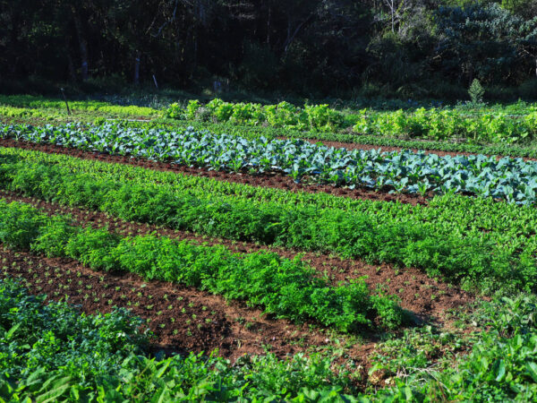 Certificação e cuidados fazem de Tijucas do Sul referência na produção de orgânicos no Paraná