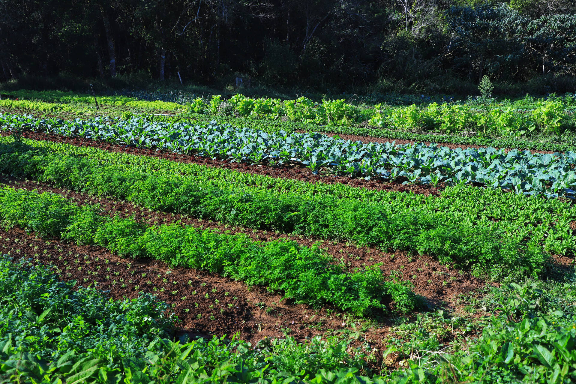 Certificação e cuidados fazem de Tijucas do Sul referência na produção de orgânicos no Paraná