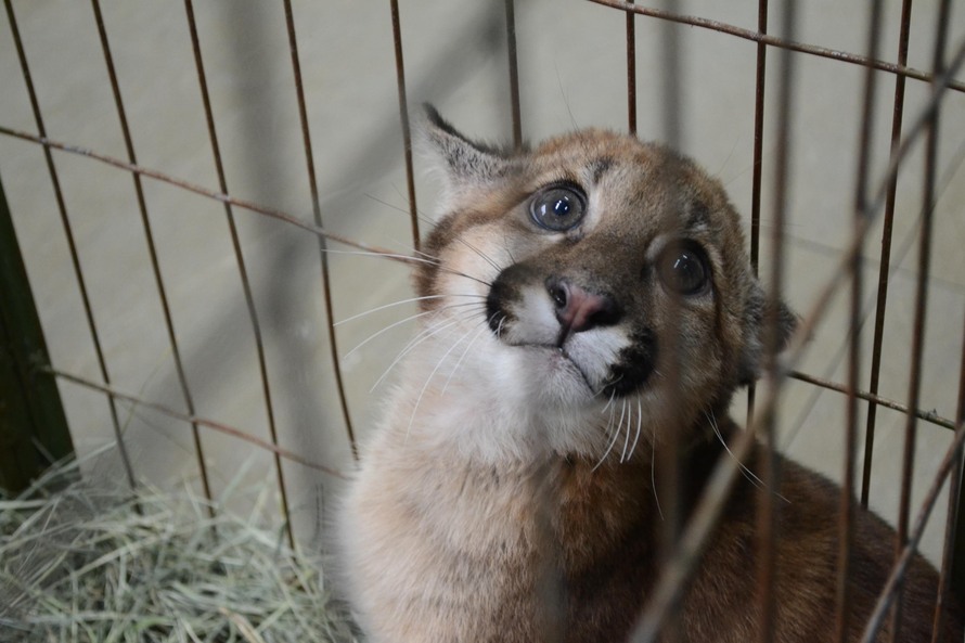 Paraná inaugura centro para receber e atender animais silvestres em Londrina