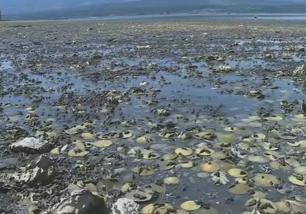 Onda de calor cozinha mariscos, mexilhões e outros moluscos vivos em praia do Canadá