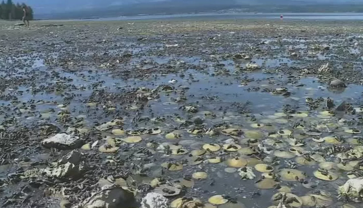Onda de calor cozinha mariscos, mexilhões e outros moluscos vivos em praia do Canadá