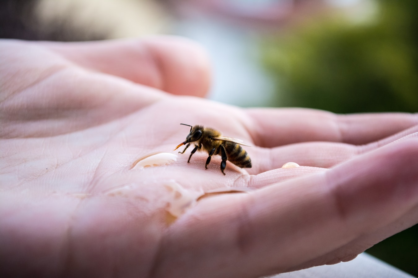 Estudante cria vacina capaz de deixar as abelhas imunes aos pesticidas