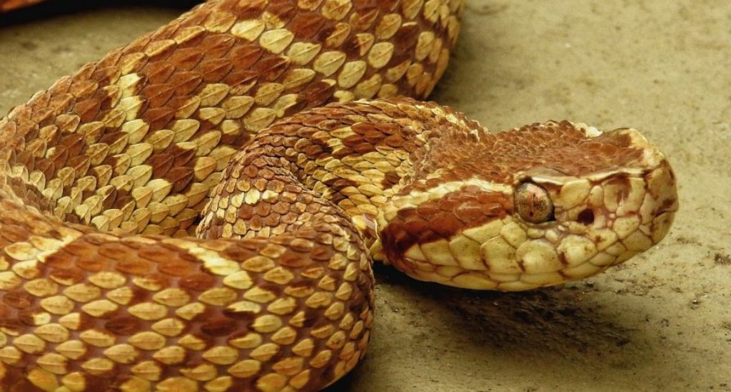 Veneno de cobra brasileira tem molécula que inibe o coronavírus