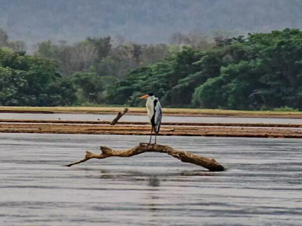 Pantanal perde 74% da água desde 1985, e pesquisadores dizem que Brasil está secando