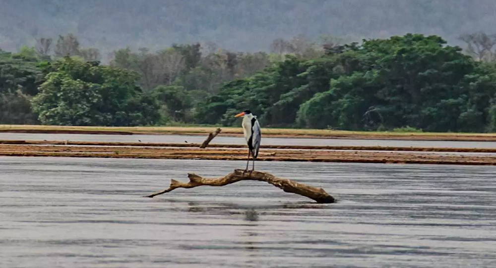 Pantanal perde 74% da água desde 1985, e pesquisadores dizem que Brasil está secando