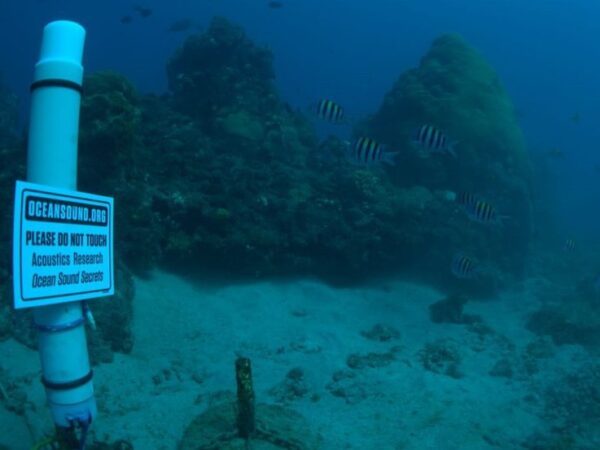 Bioacústica é usada para conservar biodiversidade em ilhas oceânicas