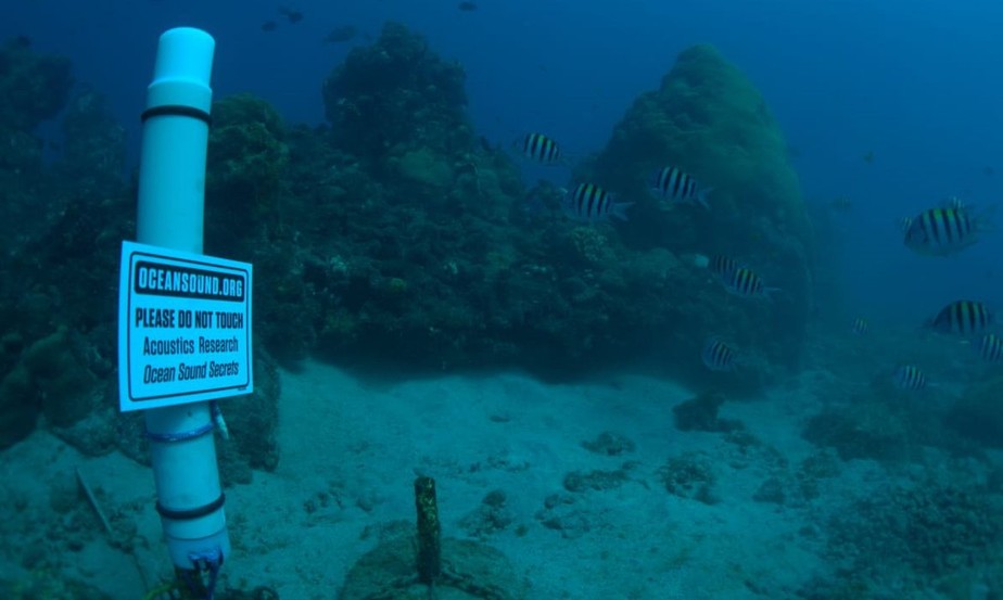 Bioacústica é usada para conservar biodiversidade em ilhas oceânicas