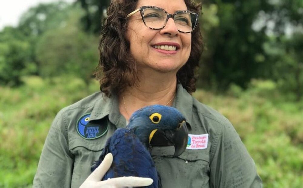 A brasileira que salvou as araras-azuis da extinção e entrou para o Hall da Fama das Mulheres Cientistas da ONU