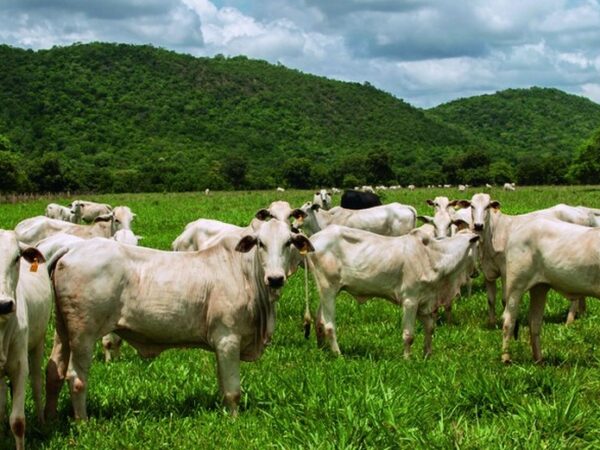 Créditos de carbono têm potencial bilionário para o agronegócio