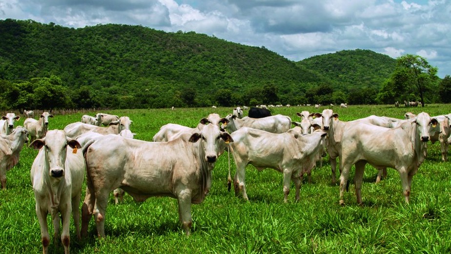 Créditos de carbono têm potencial bilionário para o agronegócio