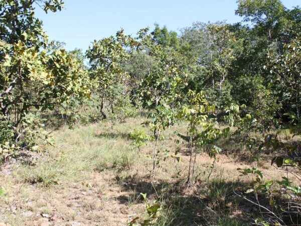 Flora e fauna nativa da Caatinga, Cerrado e Mata Atlântica recebem Plano de Ação