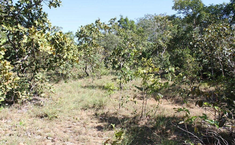 Flora e fauna nativa da Caatinga, Cerrado e Mata Atlântica recebem Plano de Ação