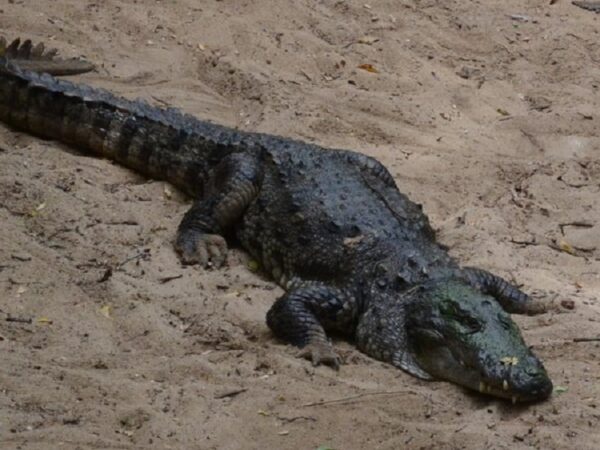 Moradores capturam crocodilo tido como extinto em vilarejo de Bangladesh