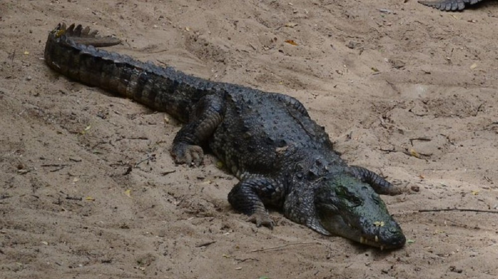 Moradores capturam crocodilo tido como extinto em vilarejo de Bangladesh