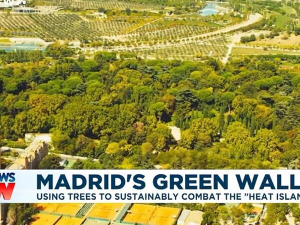 Madri está plantando 500 mil árvores e criando ‘Mar Verde’ para absorver CO2 e reduzir temperatura