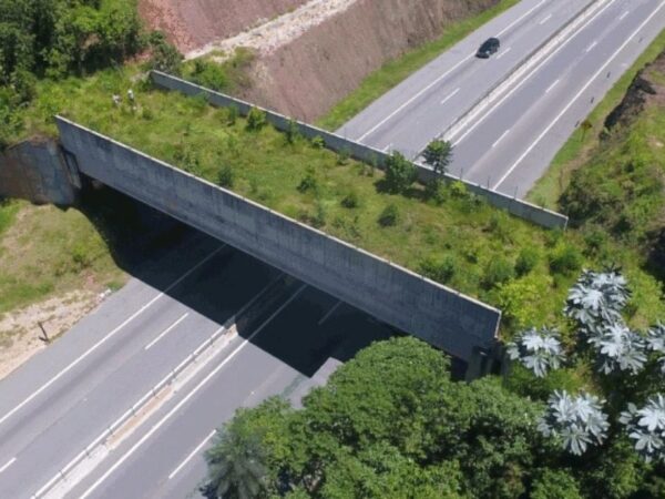 “Ponte verde” é construída sobre rodovia de SP para permitir a passagem de animais silvestres