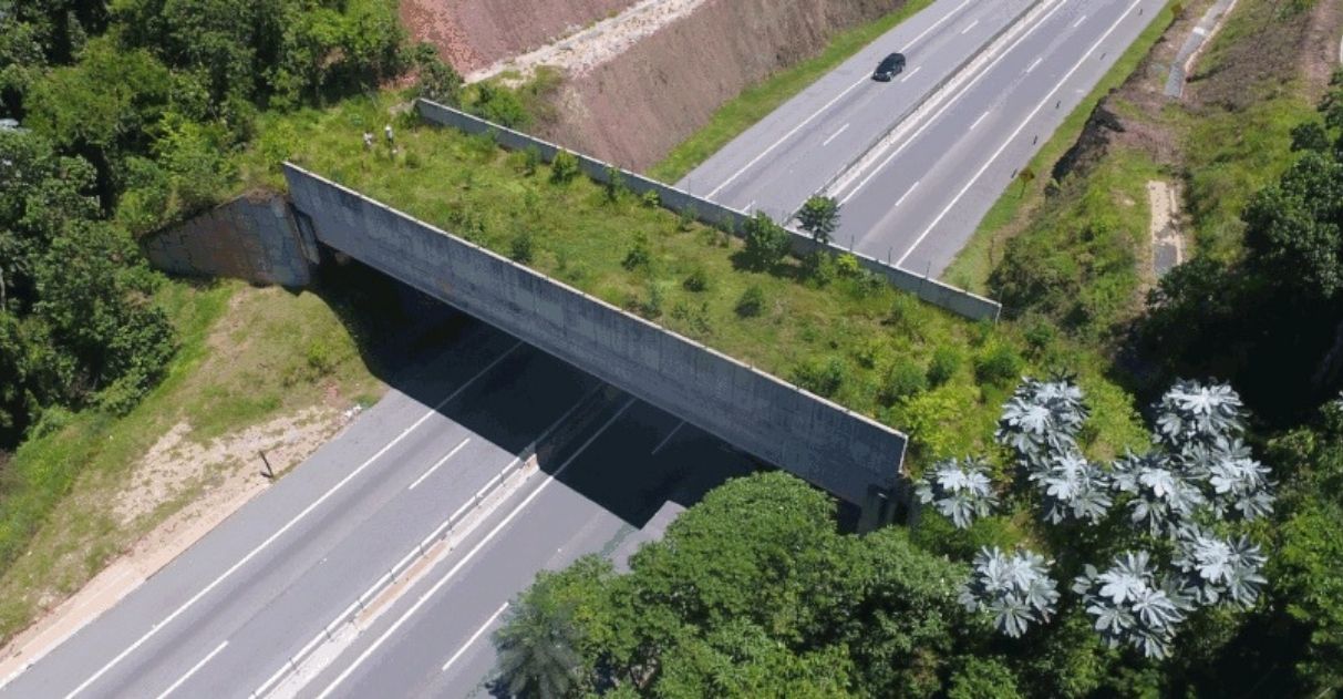 “Ponte verde” é construída sobre rodovia de SP para permitir a passagem de animais silvestres