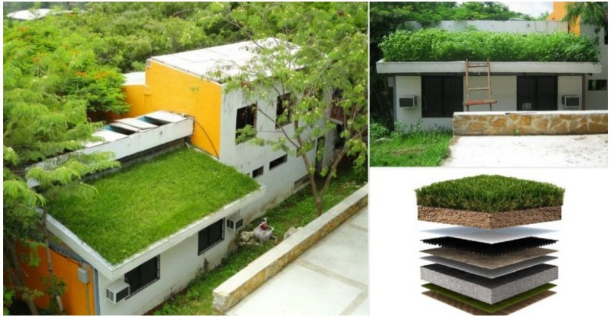 Pesquisadores mexicanos criam telhado verde capaz de resfriar ambientes em até 15 °C