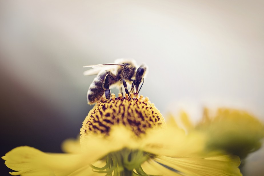 Abelhas, rainhas: projetos ajudam a entender e investir em apicultura
