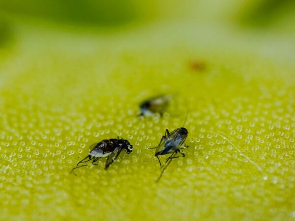 Nova planta carnívora  é descoberta em pântanos da América do Norte