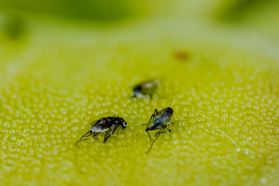 Nova planta carnívora  é descoberta em pântanos da América do Norte