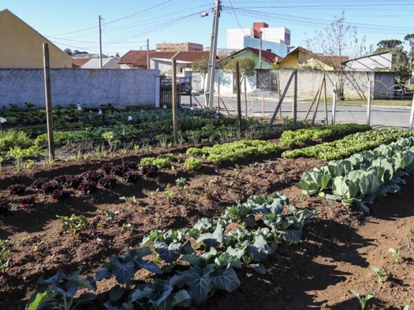 Moradores de bairro em Curitiba (PR) se unem para transformar terreno baldio em horta comunitária