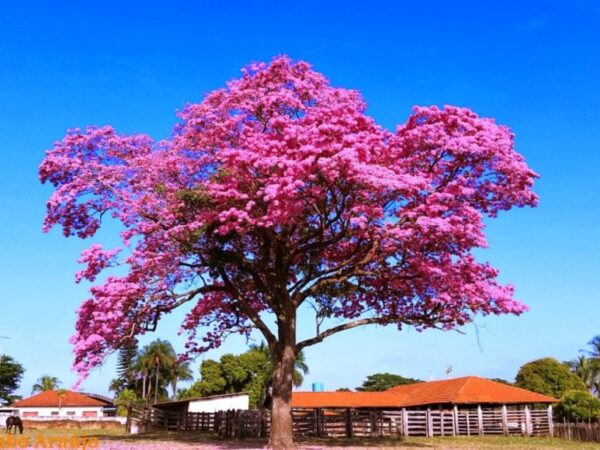 Florada do ipê: entenda como funciona o ciclo da árvore que no inverno transforma a paisagem