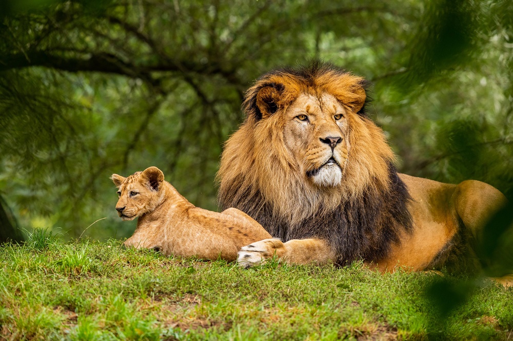 Dez exemplos de pais sempre presentes no reino animal