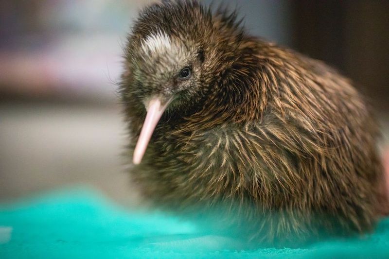 Lockdown ajudou no reaparecimento de pássaros e respiro da natureza, na Nova Zelândia