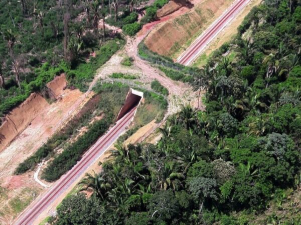 Brasil começa a ganhar cada vez mais viadutos com travessia de fauna