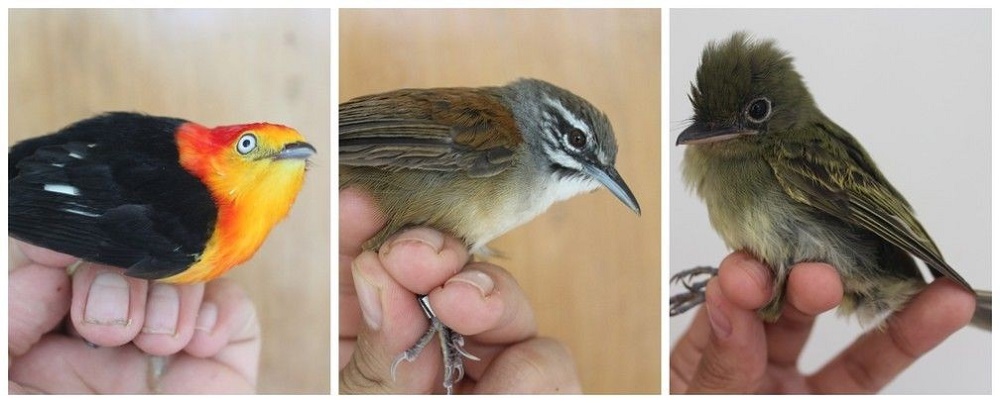 Estudo revela superpopulação de três espécies de aves em Parque Zoobotânico no Acre