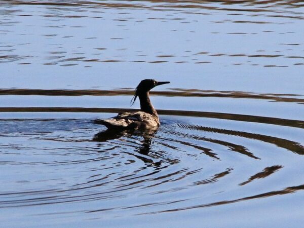 Pato-mergulhão: um sinal de alerta acende no Cerrado