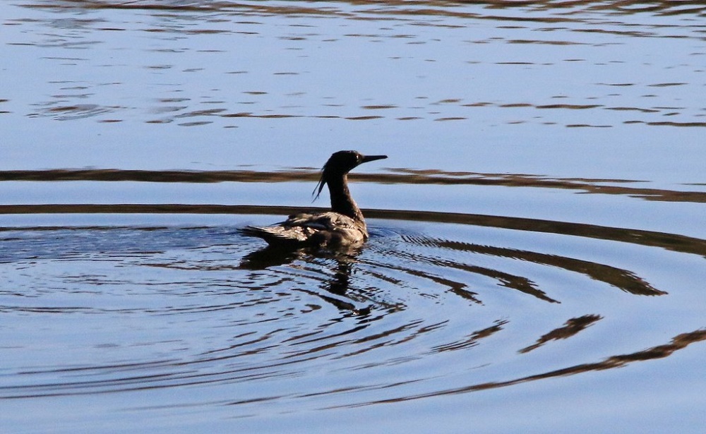 Pato-mergulhão: um sinal de alerta acende no Cerrado