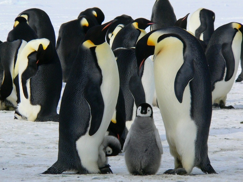 98% dos pinguins-imperadores da Antártida podem desaparecer até 2100