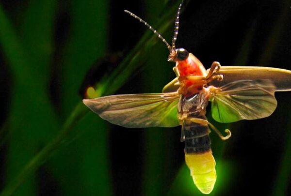 Enzima produzida pelos pirilampos poderá ser usada para detetar SARS-CoV-2