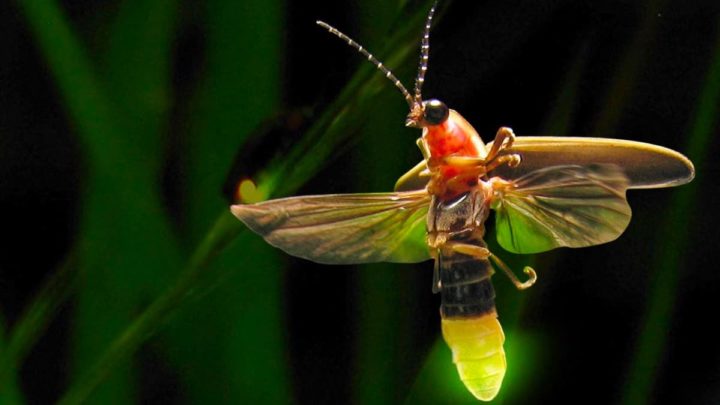 Enzima produzida pelos pirilampos poderá ser usada para detetar SARS-CoV-2