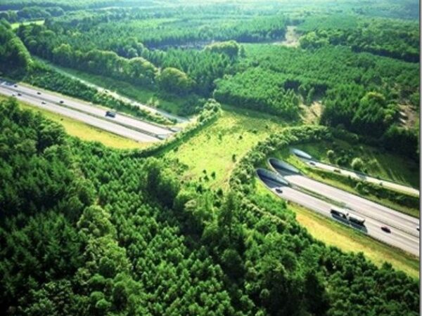 As pontes verdes pelo mundo que permitem que os animais atravessem estradas em segurança