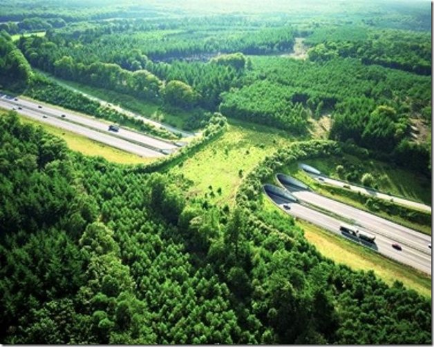 As pontes verdes pelo mundo que permitem que os animais atravessem estradas em segurança